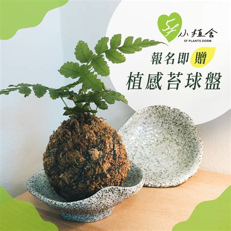 苔蘚澆水|手作｜桌上的自然角落 DIY苔蘚生態